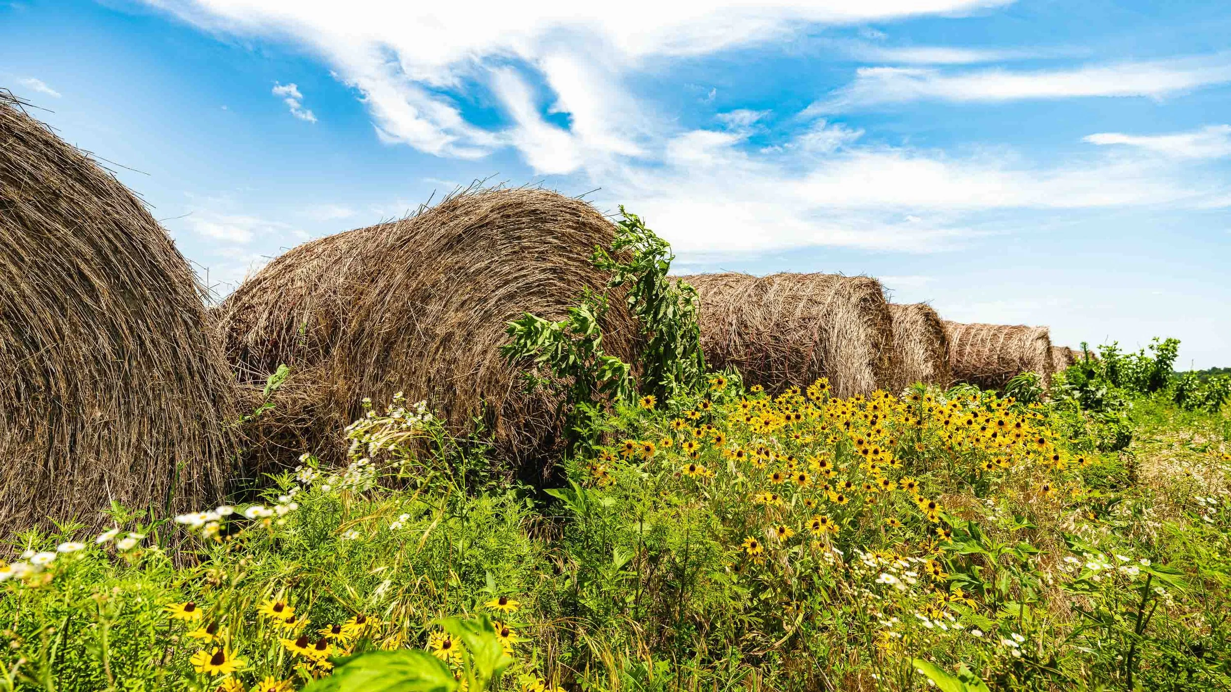 hay