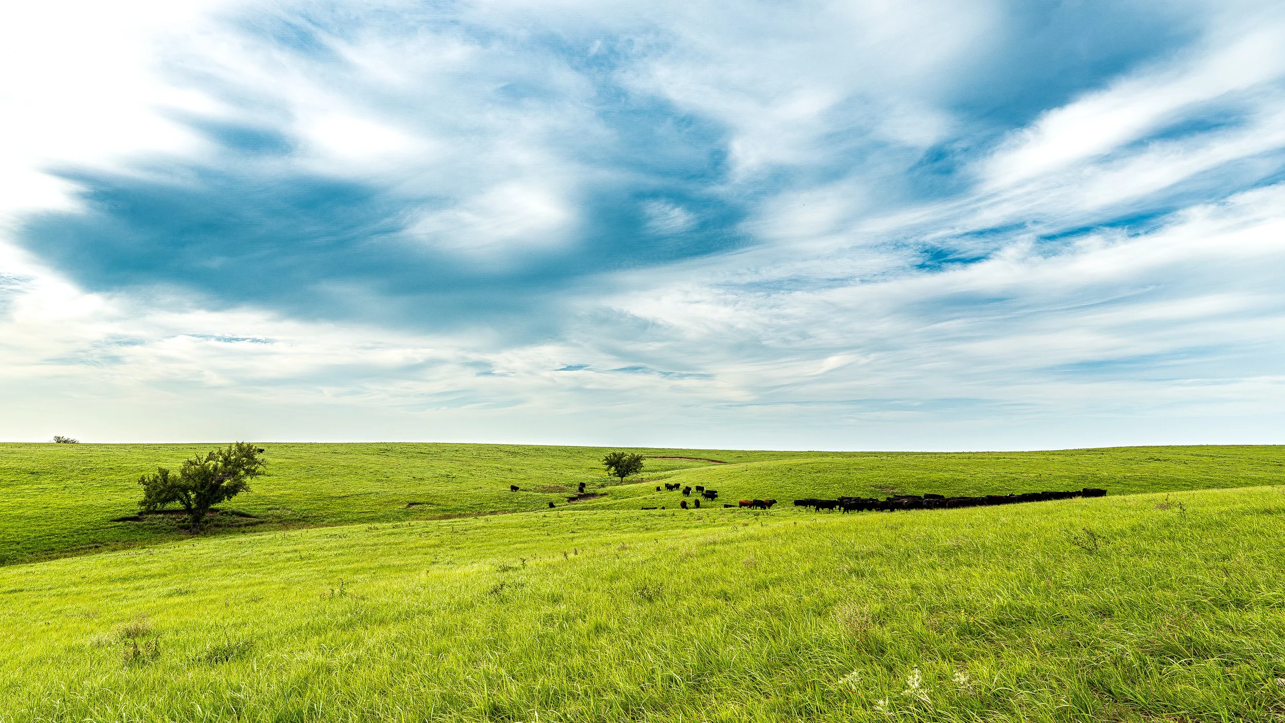 A wide grassy field with a few trees and cows grazing under a partly cloudy sky.