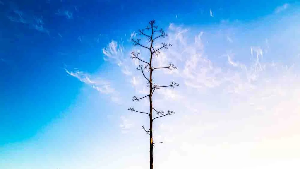 Sky Tree.jpg