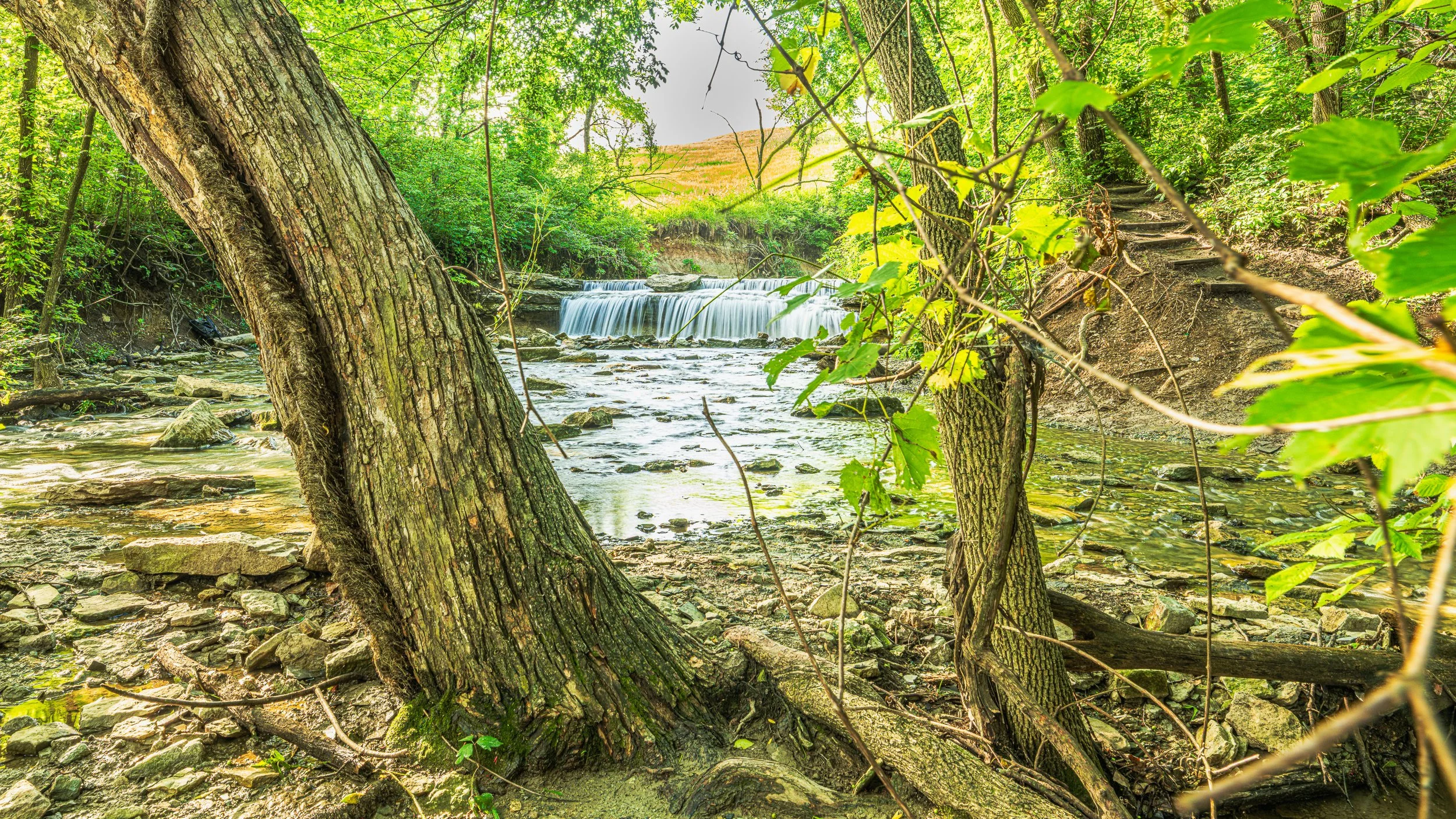 A view of a lush green forest with trees, bushes, and a small waterfall flowing into a stream, with a hillside in the background.