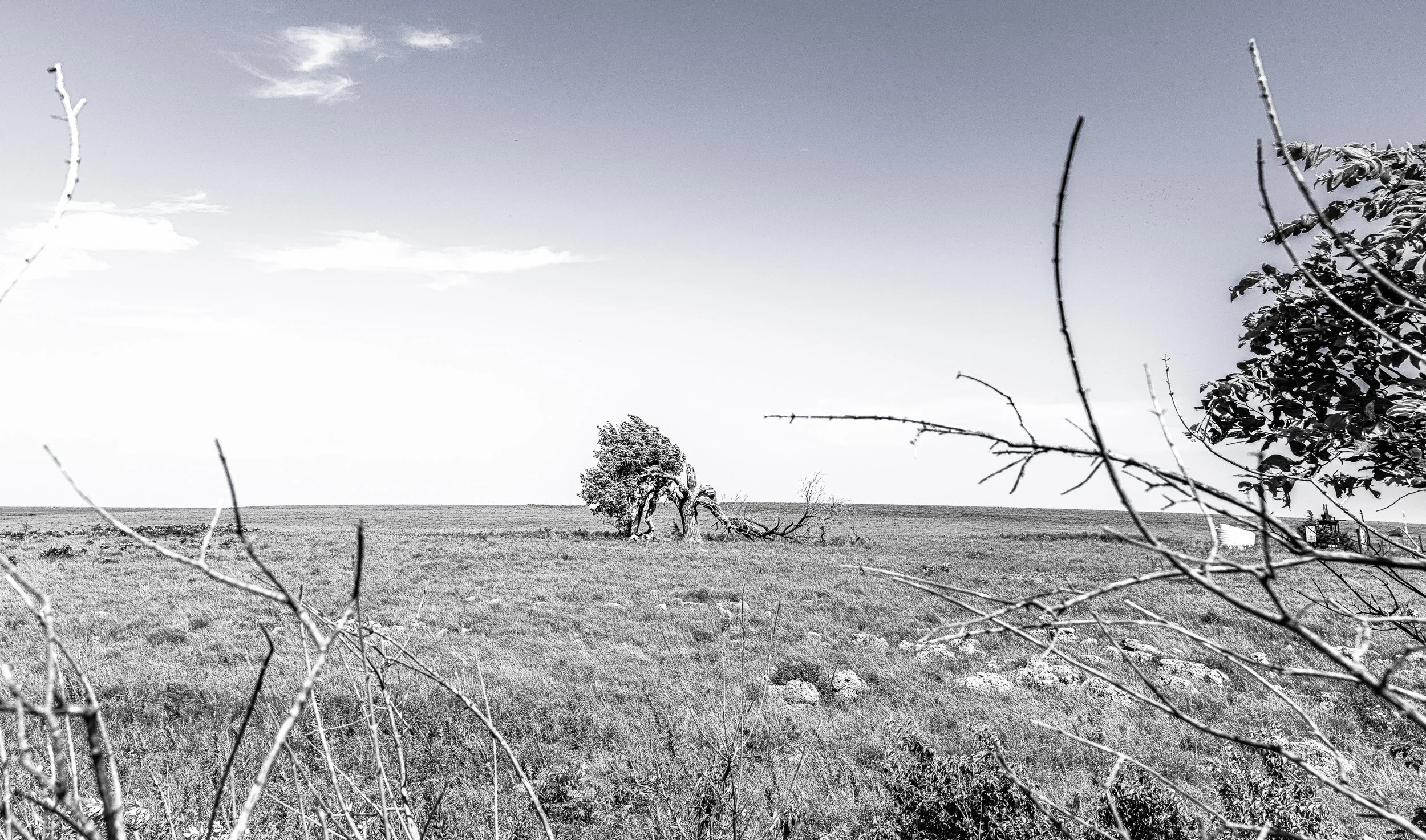 A black and white landscape featuring a grassy field with a lone, bent tree in the distance under a cloudy sky, framed by some branches and leaves in the foreground.