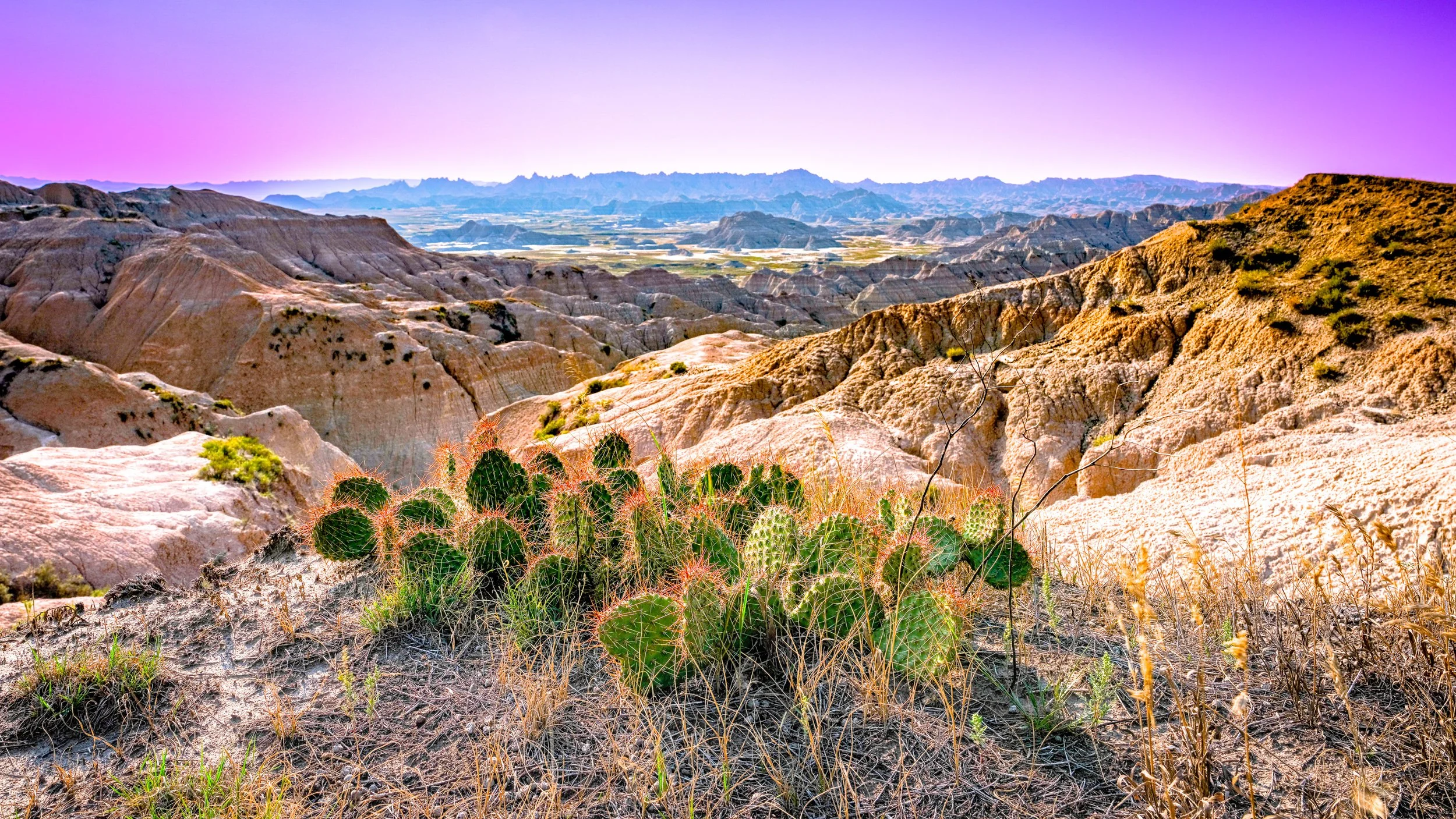 Badlands Cactus.jpg