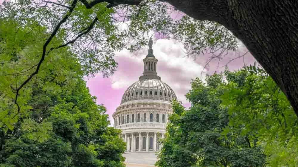 Capitol Trees.jpg