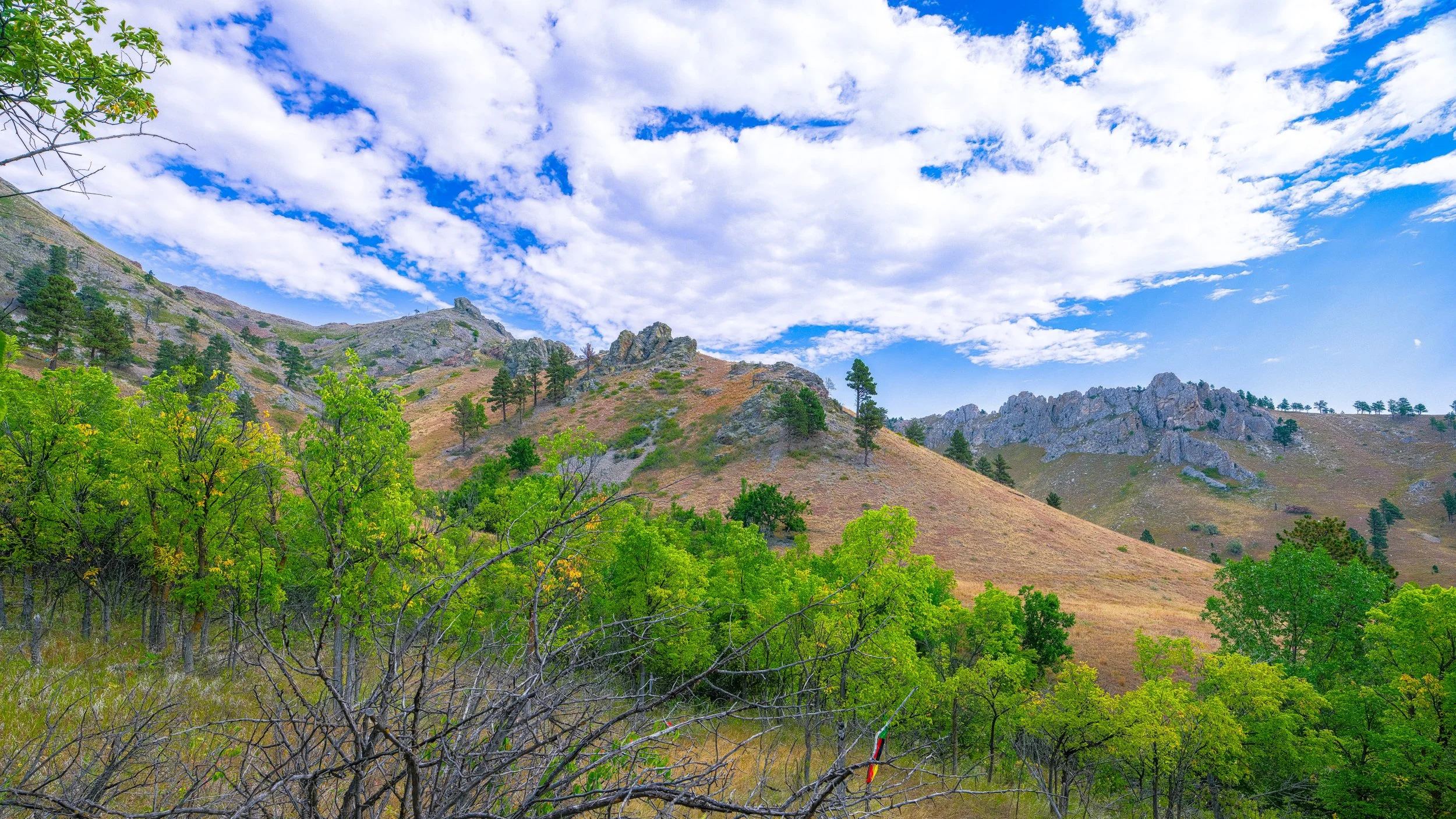 Bear Butte Trees.jpg