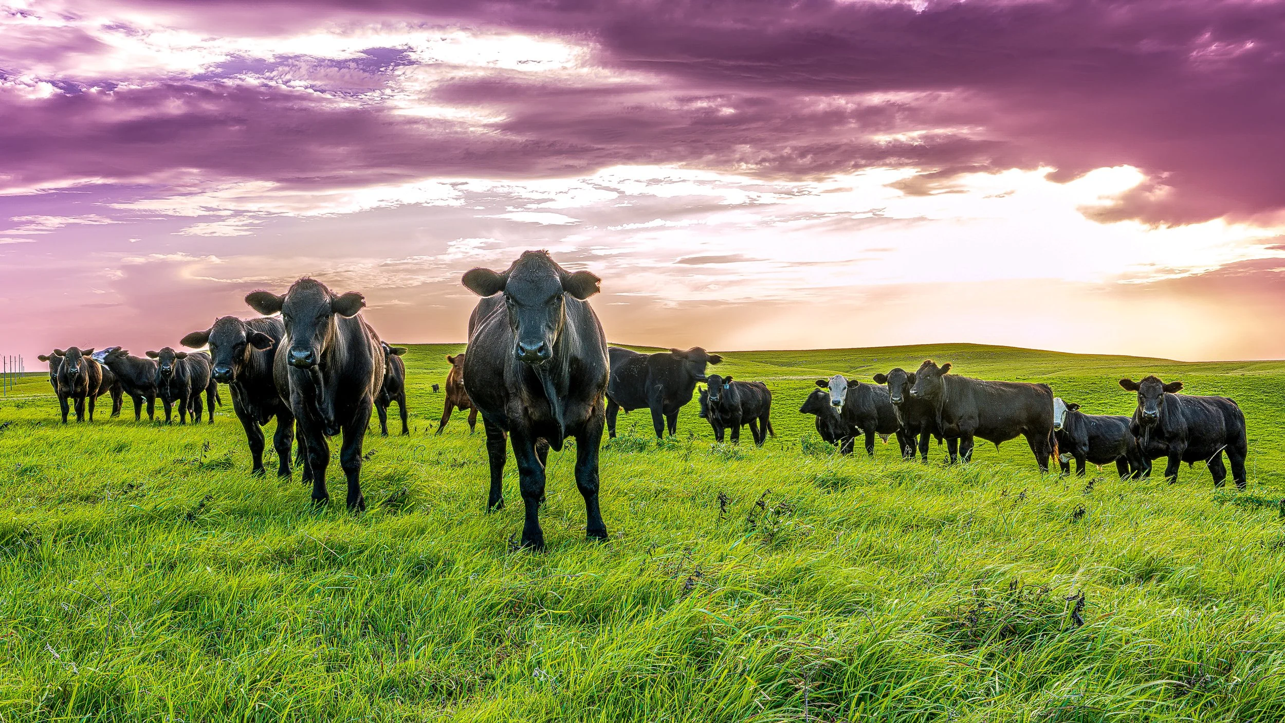 Cattle Sunset (1 of 1).jpg