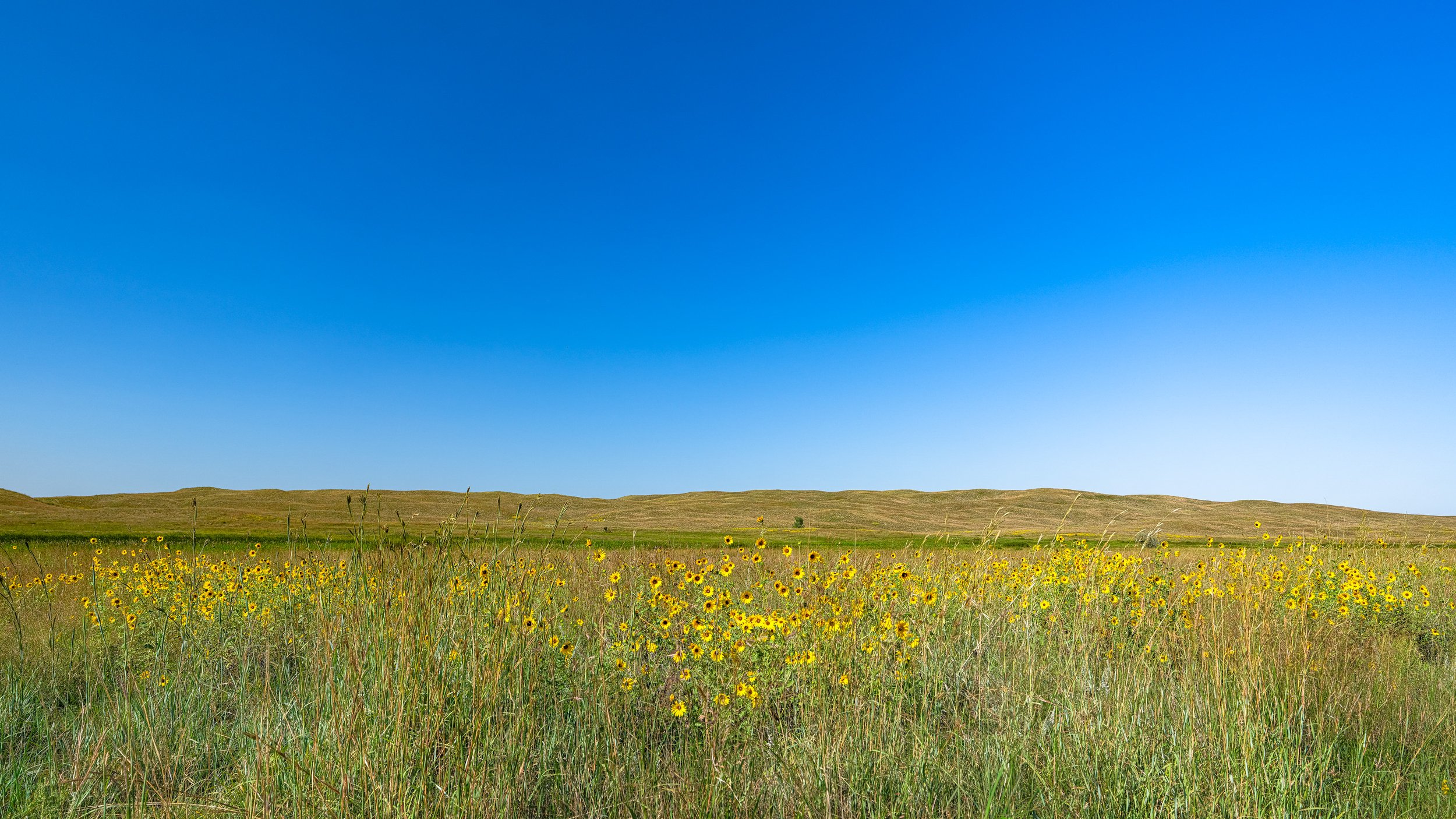 Sand Hills Sunflower Seranade.jpg