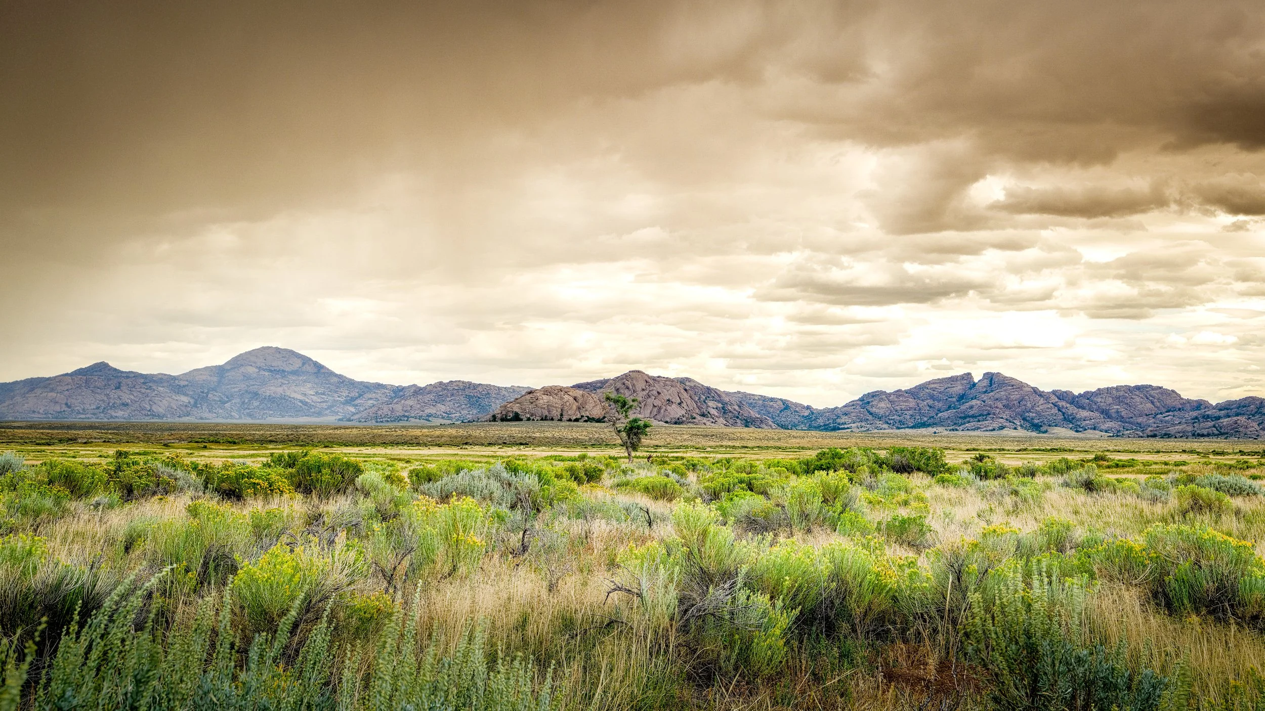 Desert Lone Tree.jpg