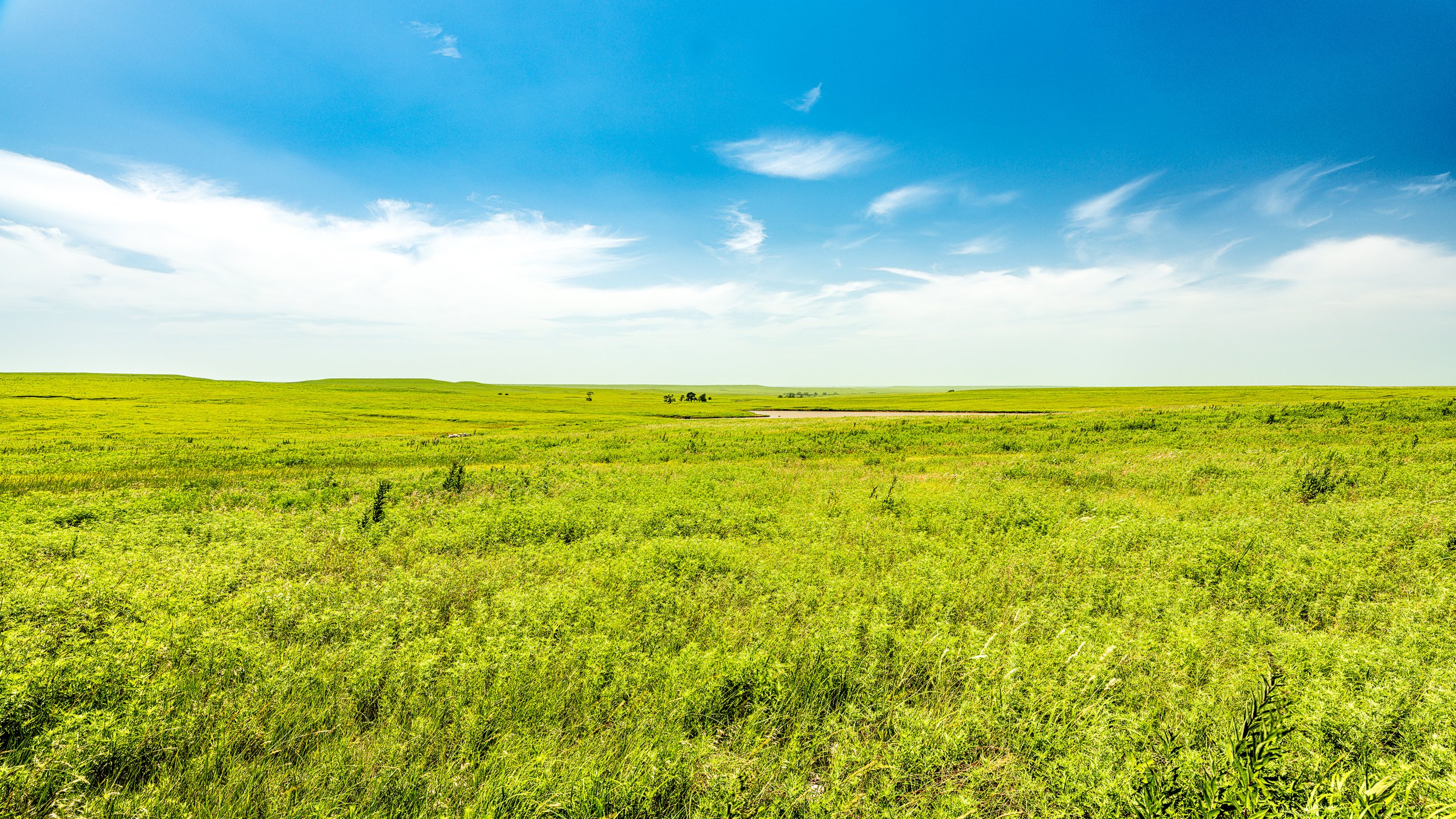 A wide open green field with a few trees in the distance, under a bright blue sky with scattered white clouds.