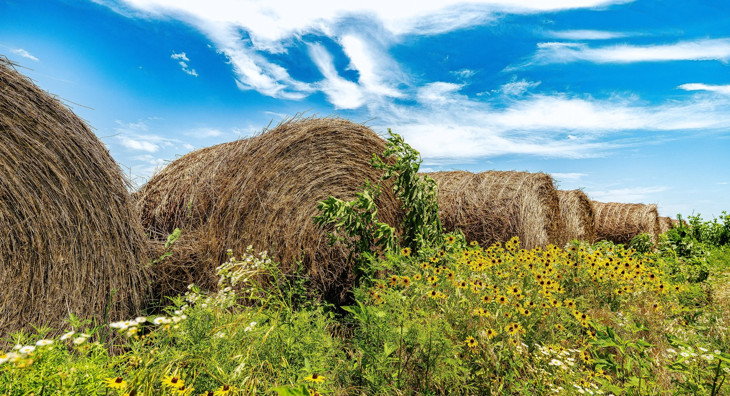 Sunflower & Bales (1 of 1).jpg
