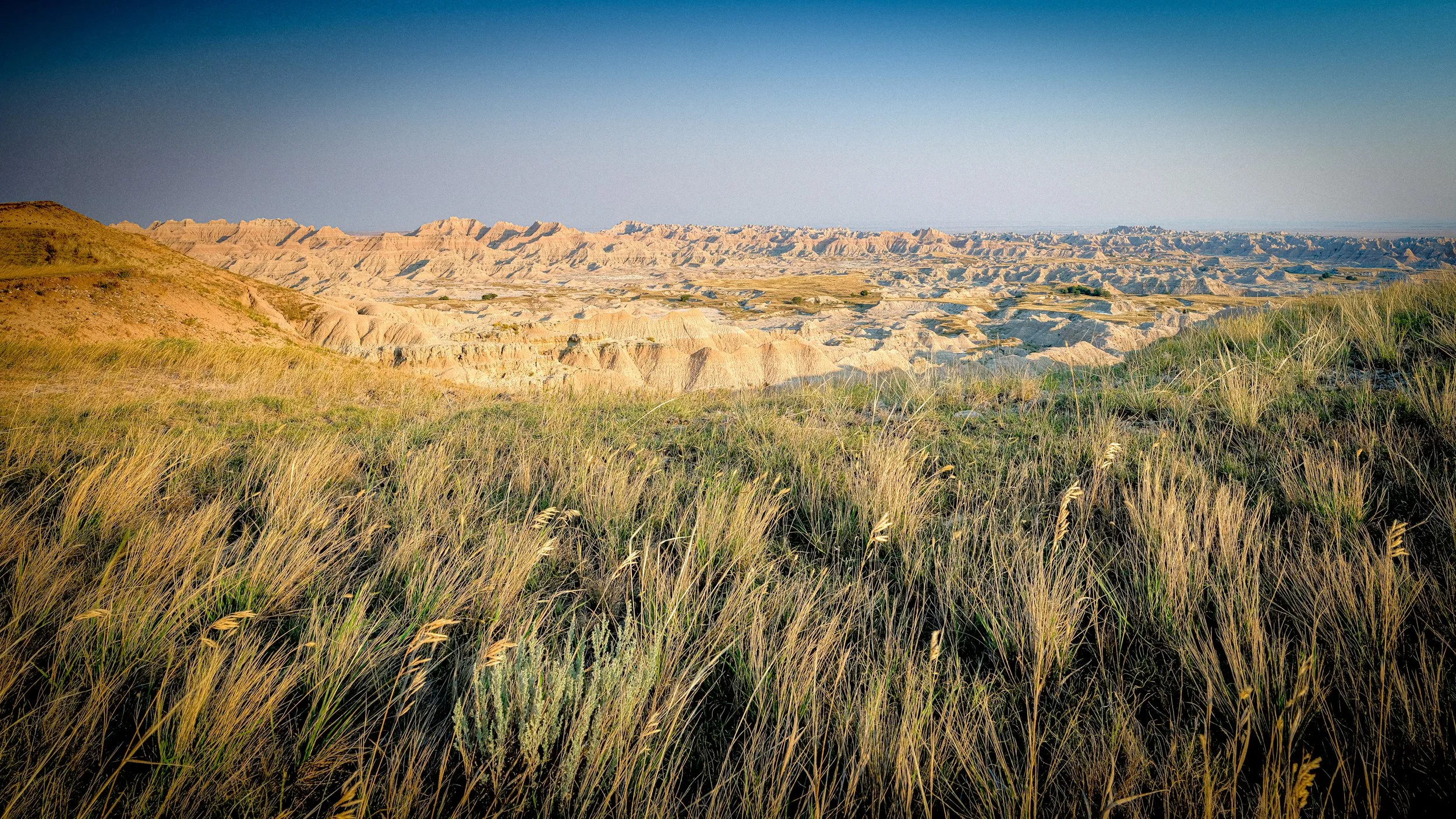 Badlands bBuckwheat.jpg