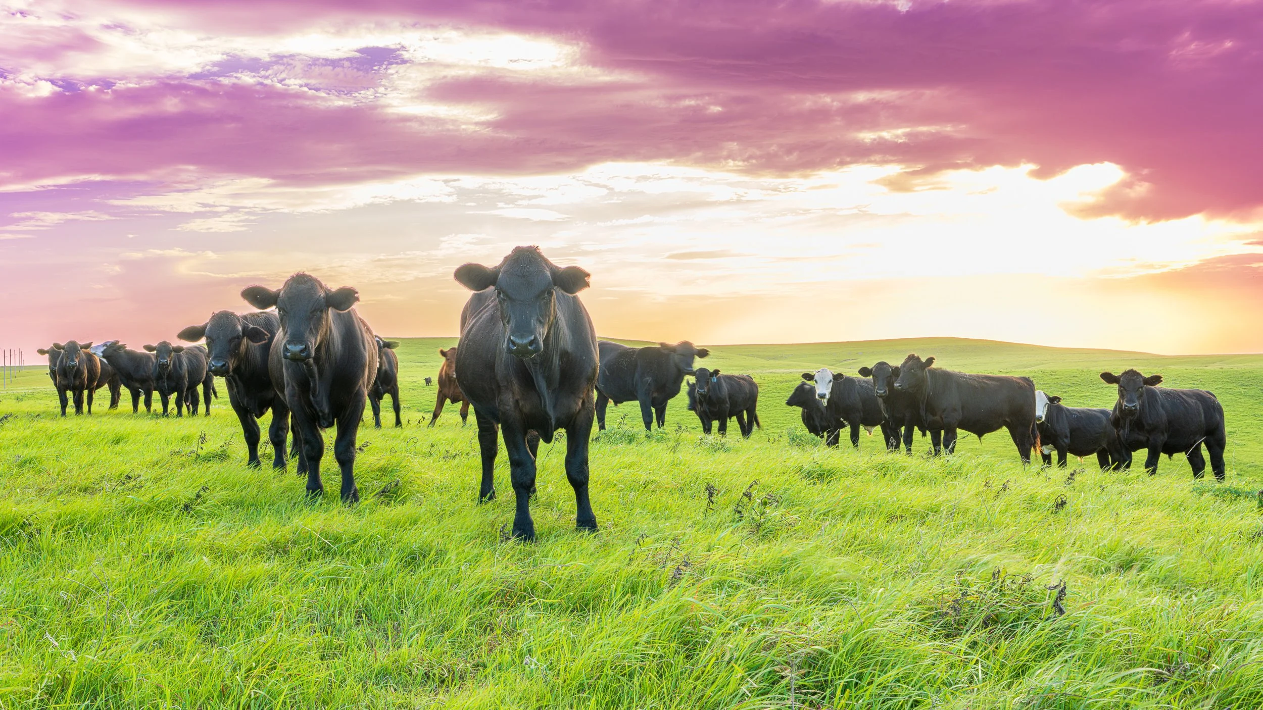 A group of black cows grazing on a lush green field during sunset with purple and orange clouds in the sky.