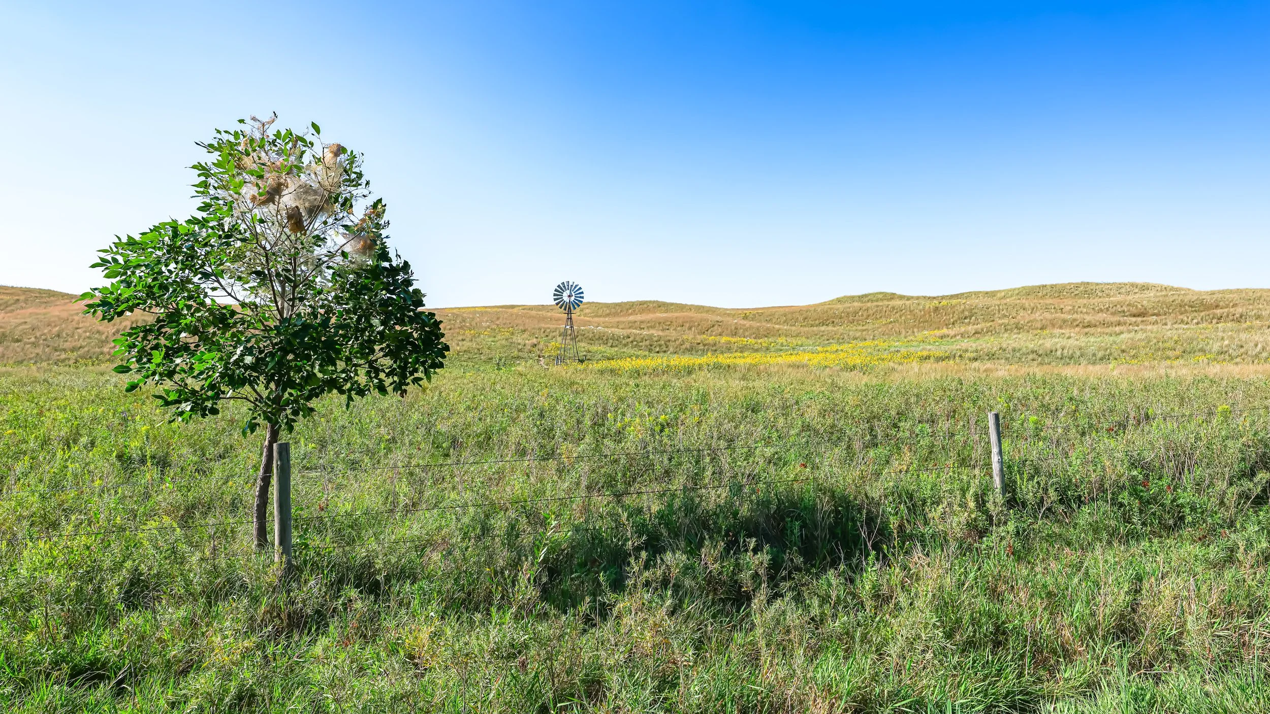 Sand Hills Spider Tree.jpg