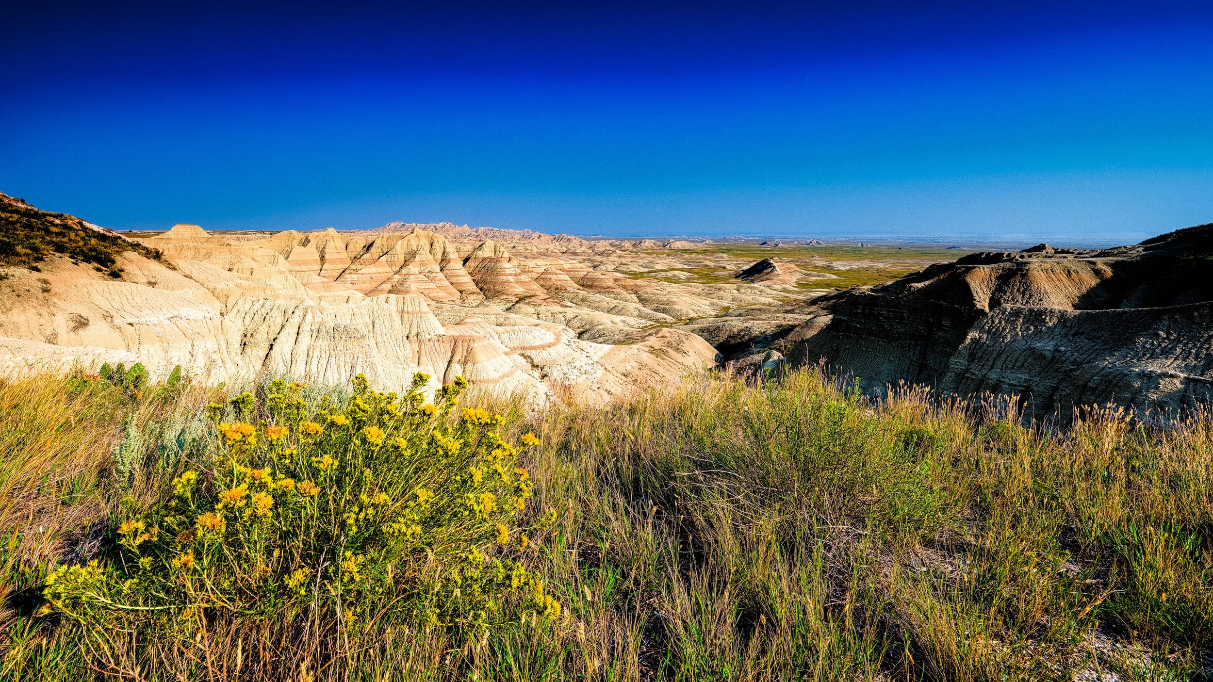 Badlands Yellow Flower.jpg