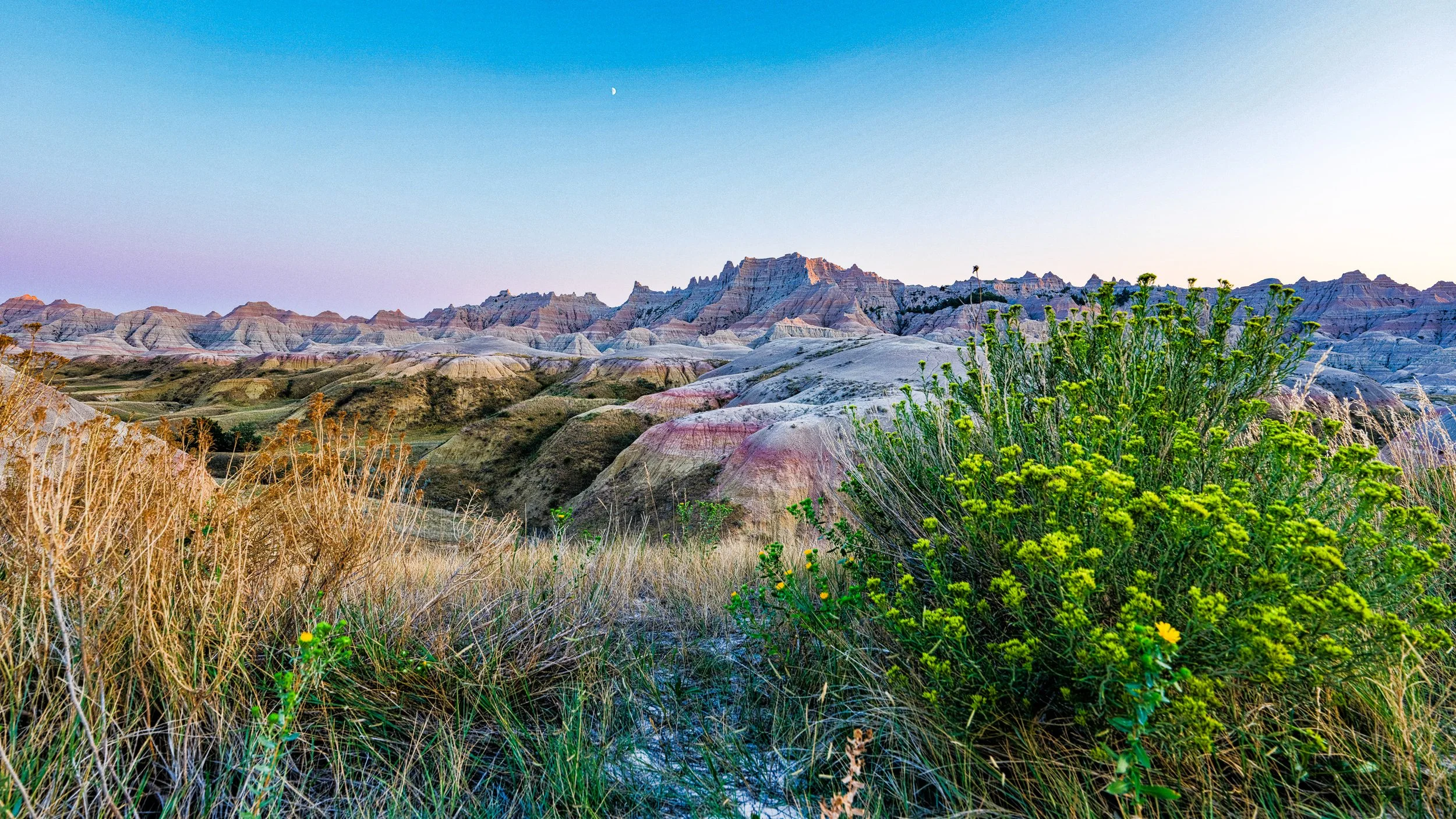 Badlands Yellow Bush.jpg