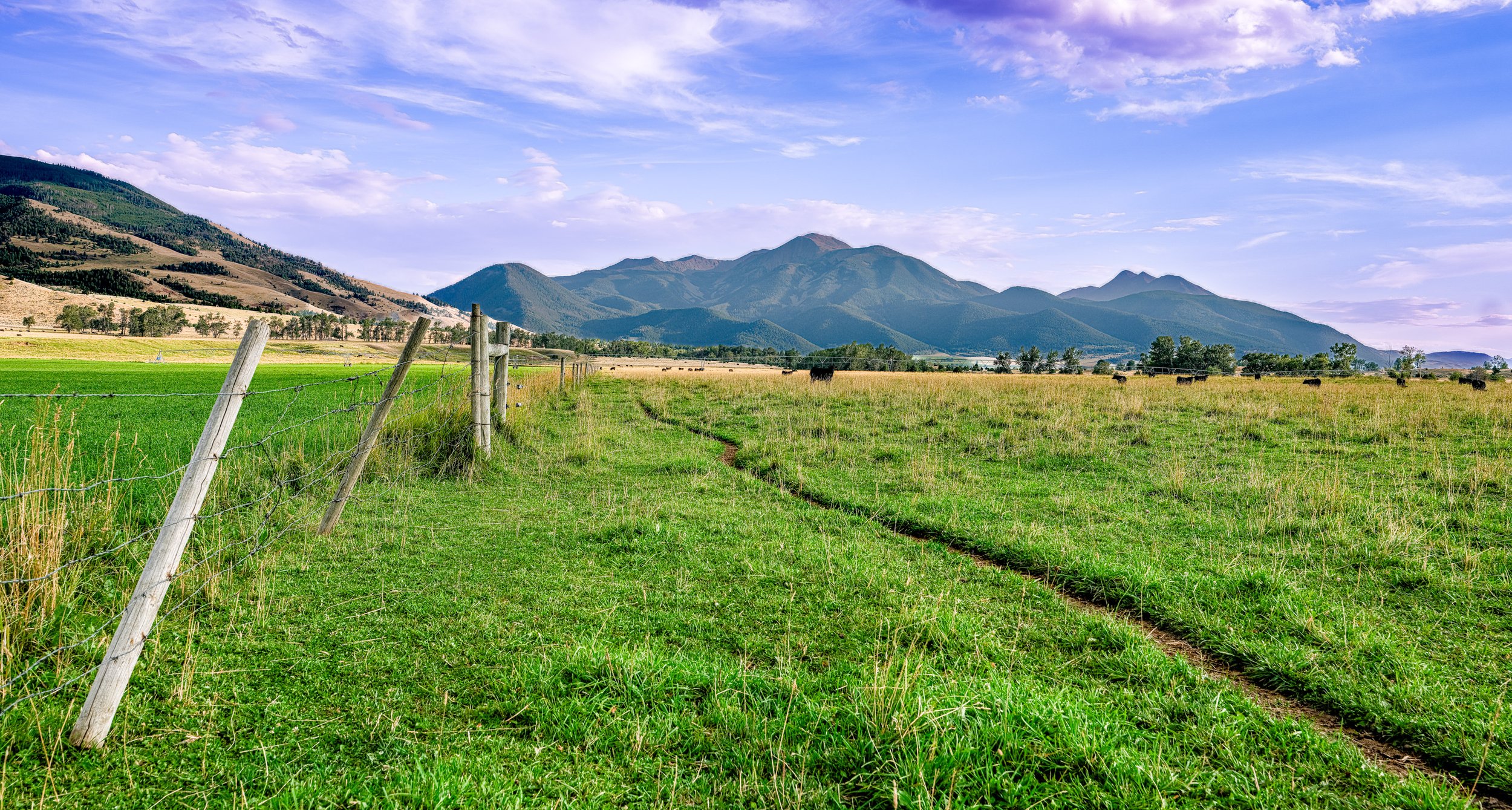 Montana Cow Trail.jpg