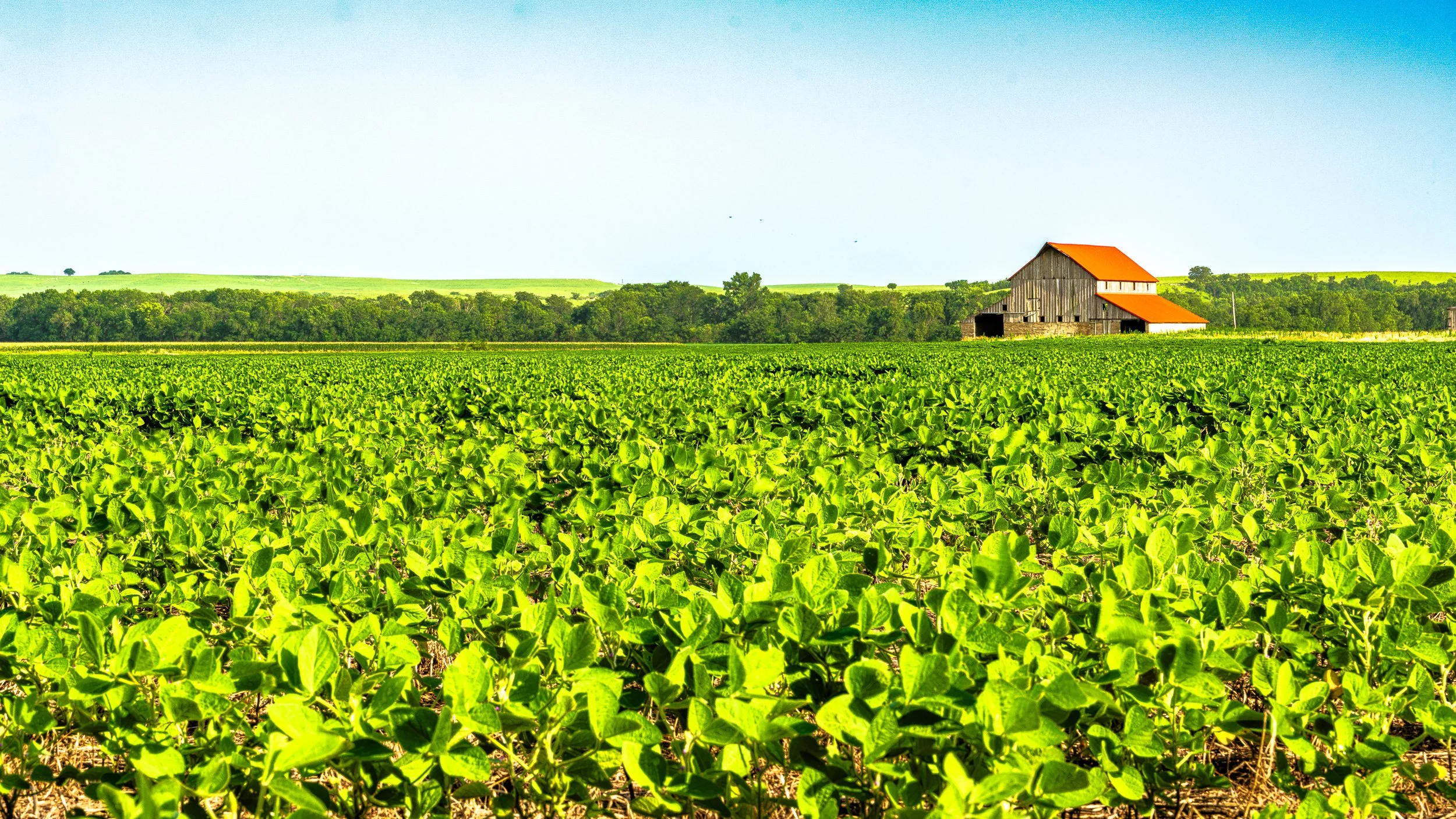 A green soybean field with a rustic barn under a clear blue sky.