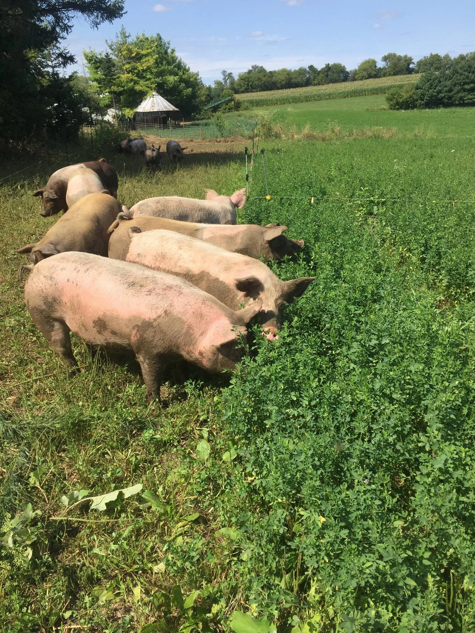 pigs.jpg