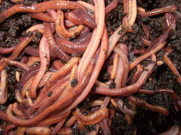 Red wiggler worms — MR SELF RELIANCE Mr. self reliance garden coaching