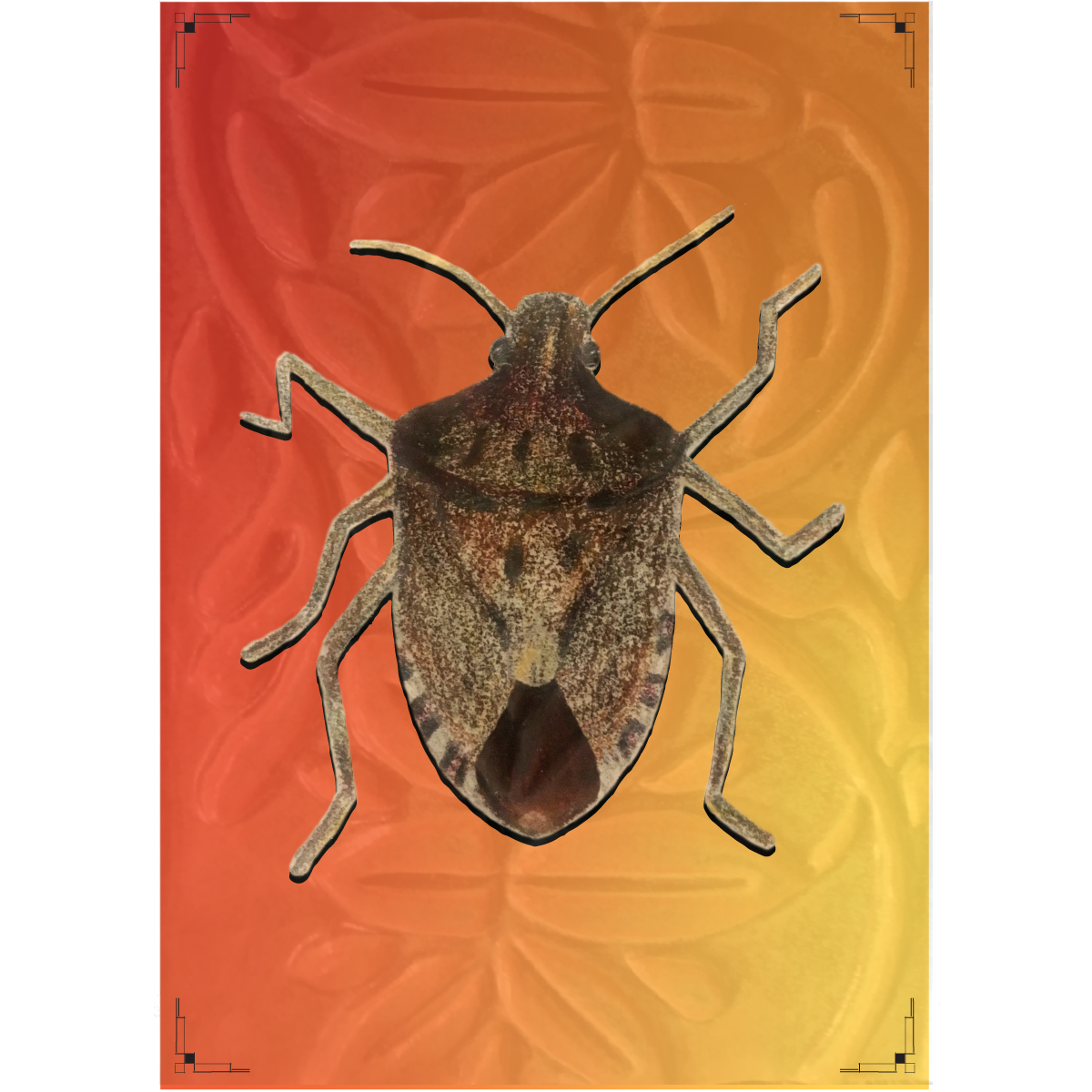 stinkbugweb.png