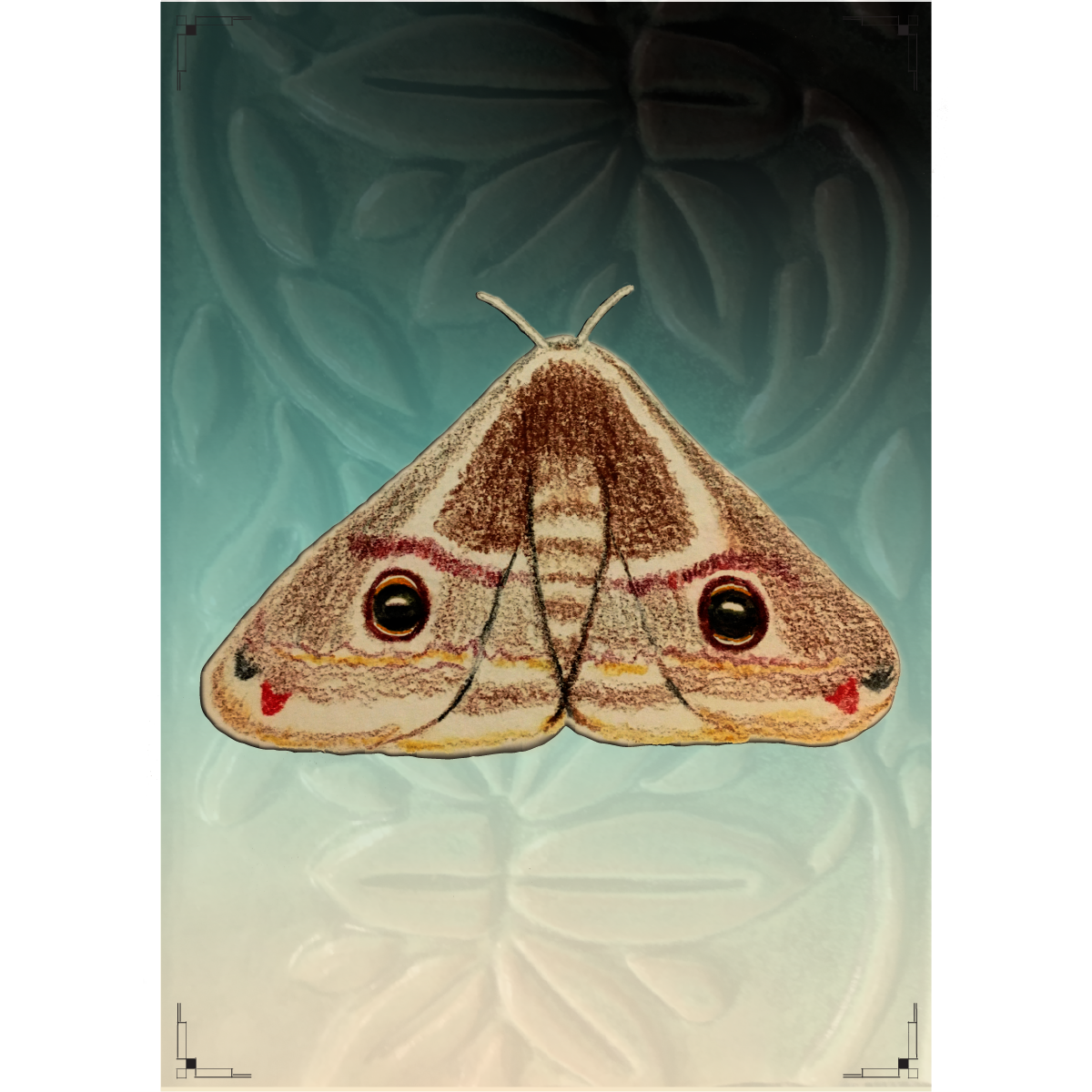 mothweb.png