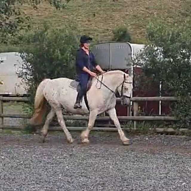 Little bit of extra schooling for the horses today ready for our reopening! Soo excited 😁 
Further info regarding yesterday's post..
We are able to allow the pony club children to attend private lessons providing they are confident in the canter (no