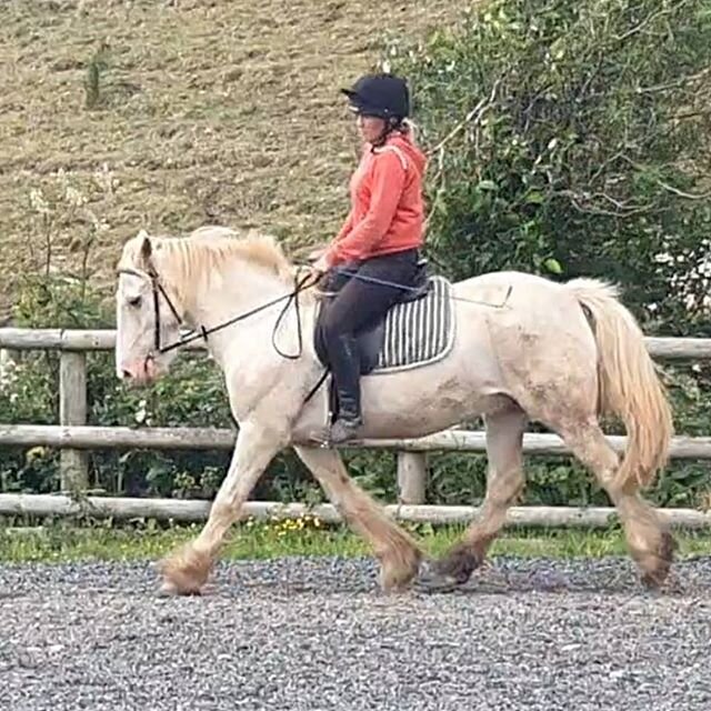 Don't forget we are opening!! From the 1st of July we are gradually introducing our regular more experienced riders back first. If you'd like more info please message the Facebook page or email us at school@newtonferrersequus.com 
George looking fab 