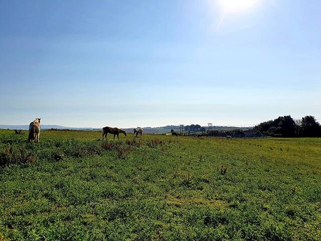 Field move time = happy ponies 🐴🤩 #besthorses #sunnymornings #ridingschool #bestponies