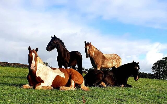 Happy chaps this morning 🐴🥰
#bestlife #besthorses #nfe #ridingschool #justchilling #bhsapproved #andrelax #weareopening!!