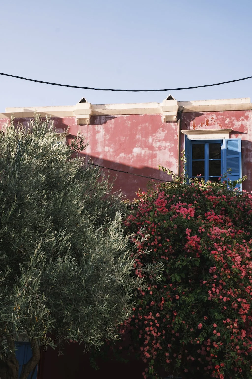 Beneath the Olive Tree and the Bougainvillea