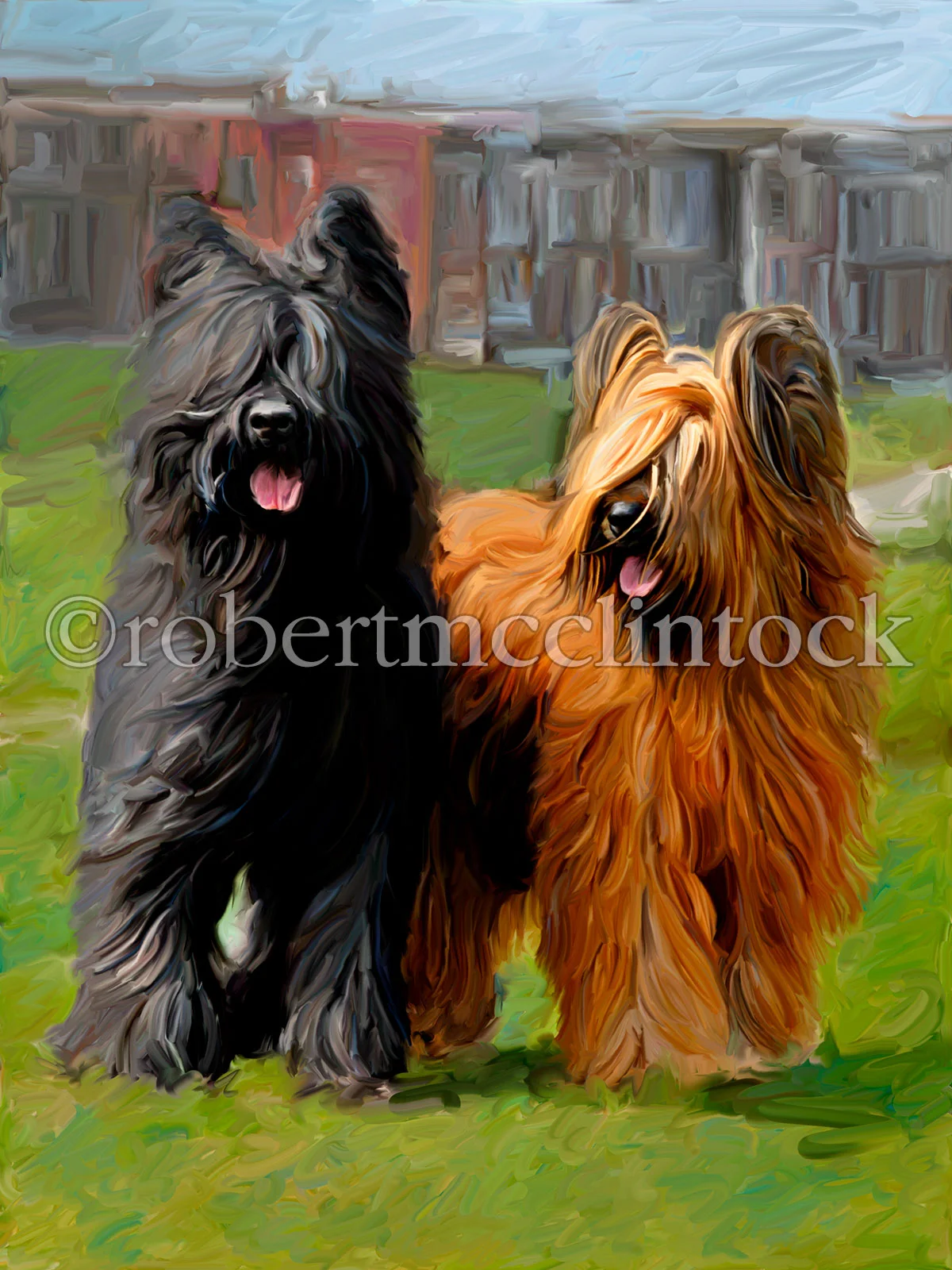 briard-molly.jpg