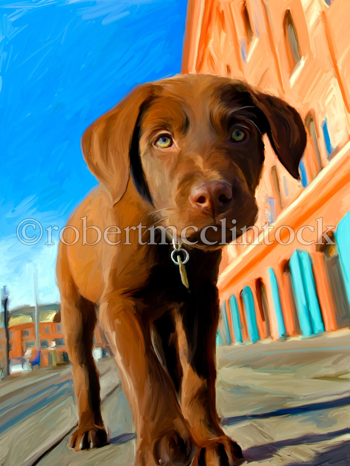 chocolate-lab-gus-brown-3.jpg