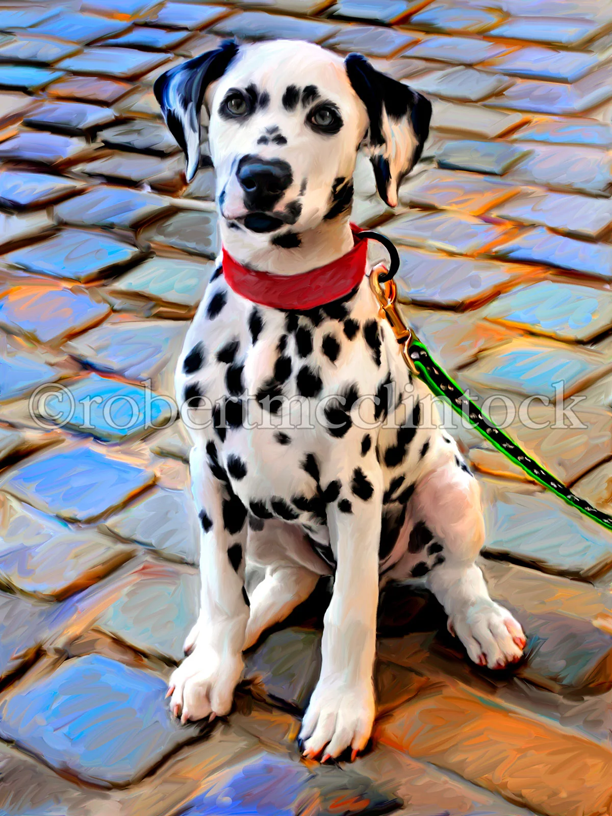 dalmation-on-the-spot.jpg