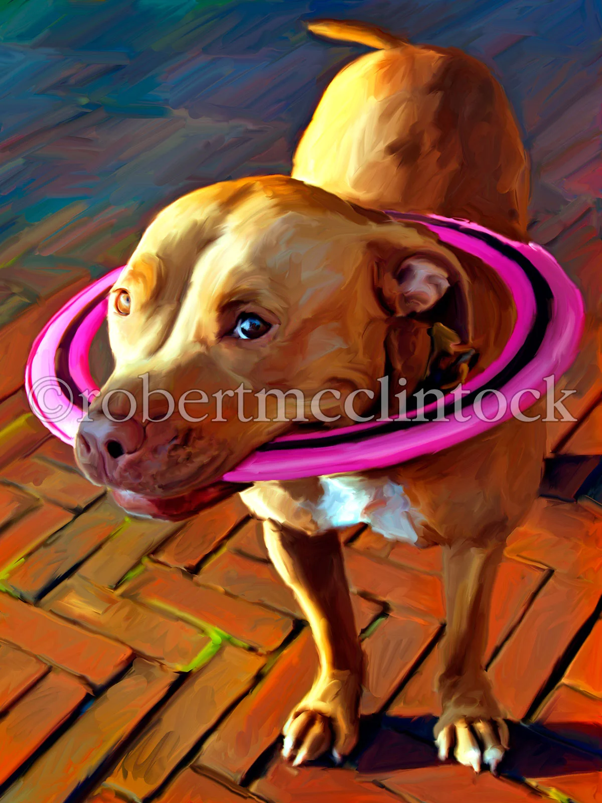 pit-bull-fleet-fleet's-frisbee.jpg