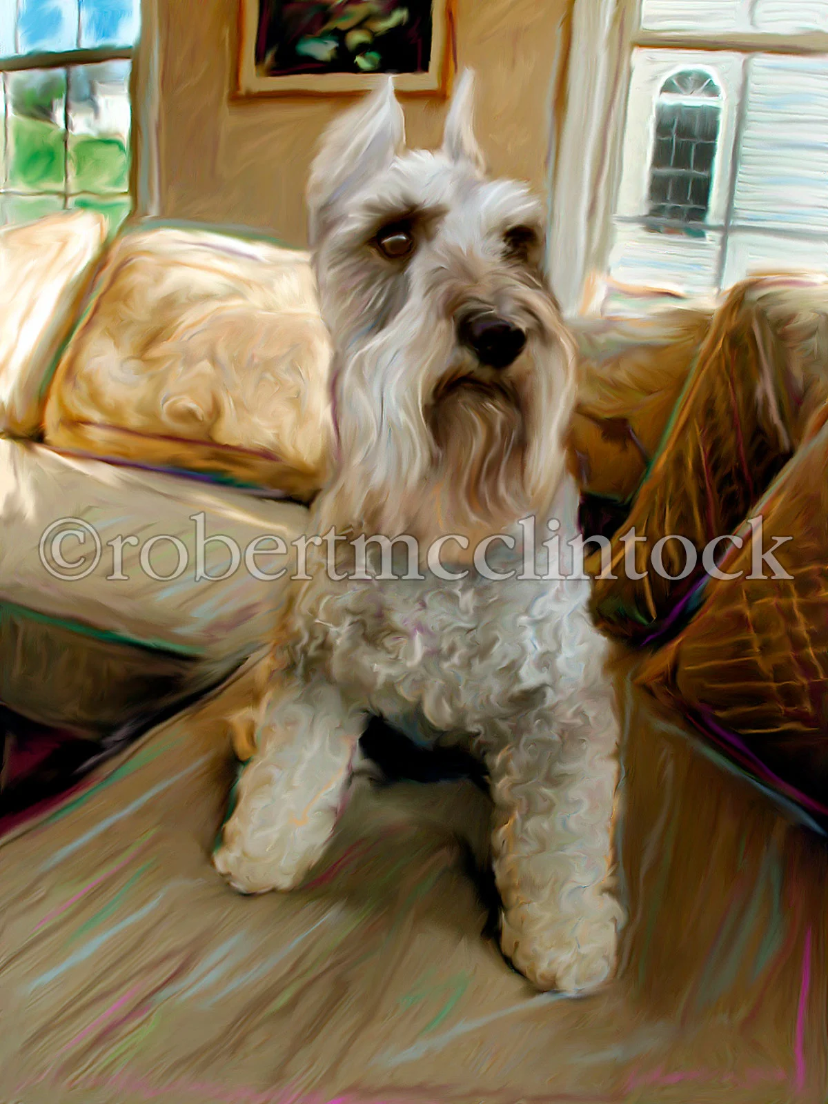 schnauzer-casey.jpg