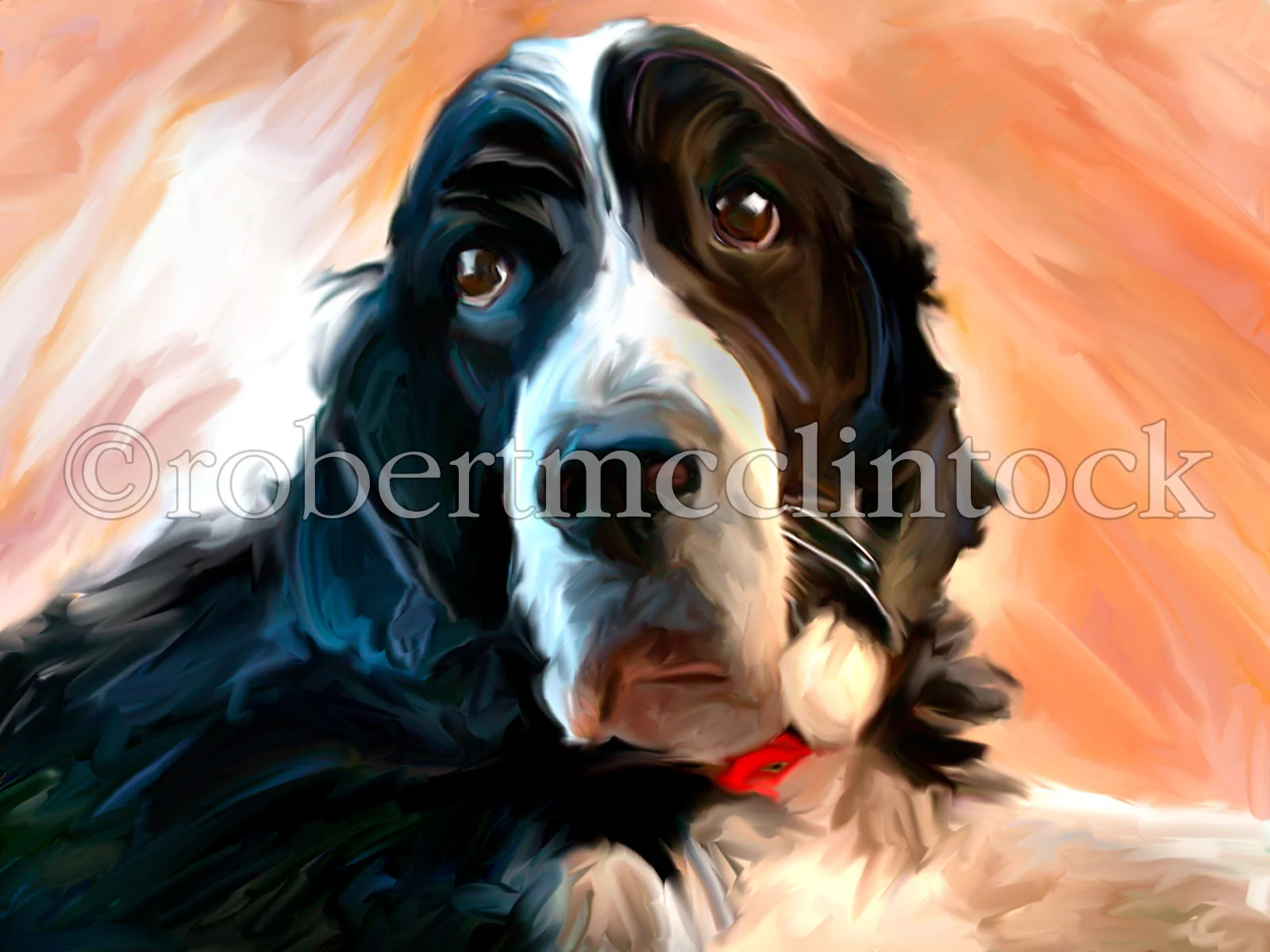 springer-spaniel.jpg