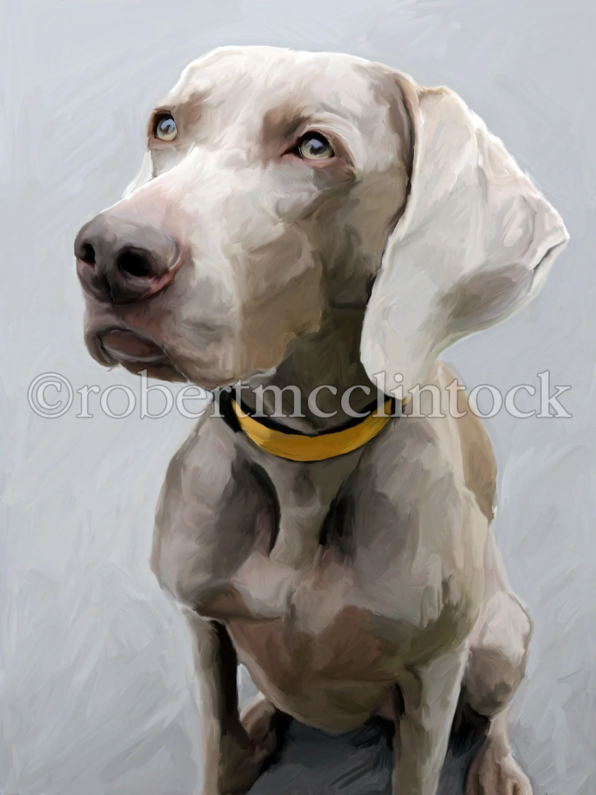 weimaraner kodi-1.jpg