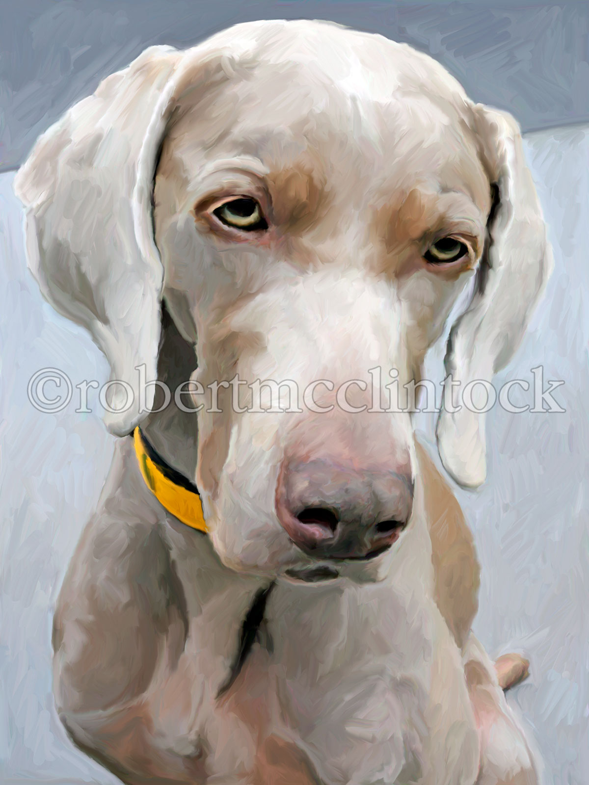 weimaraner kodi-2.jpg