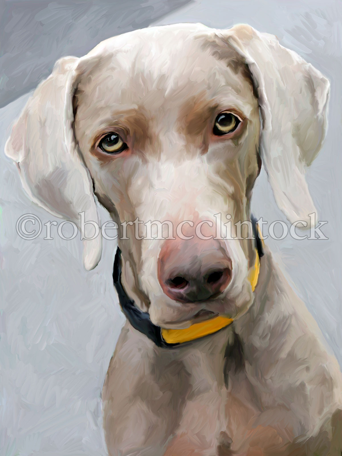 weimaraner kodi-3.jpg
