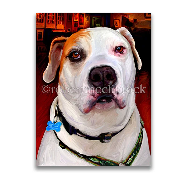 "SONNY" - AMERICAN BULLDOG