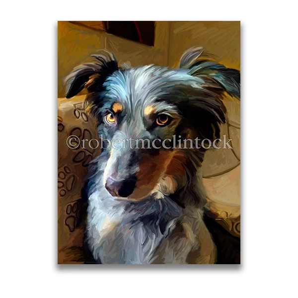"MAISIE" - AUSTRALIAN SHEPHERD