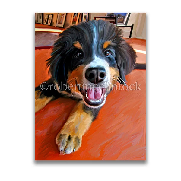 "HA CHA CHA" - BERNESE MOUNTAIN DOG