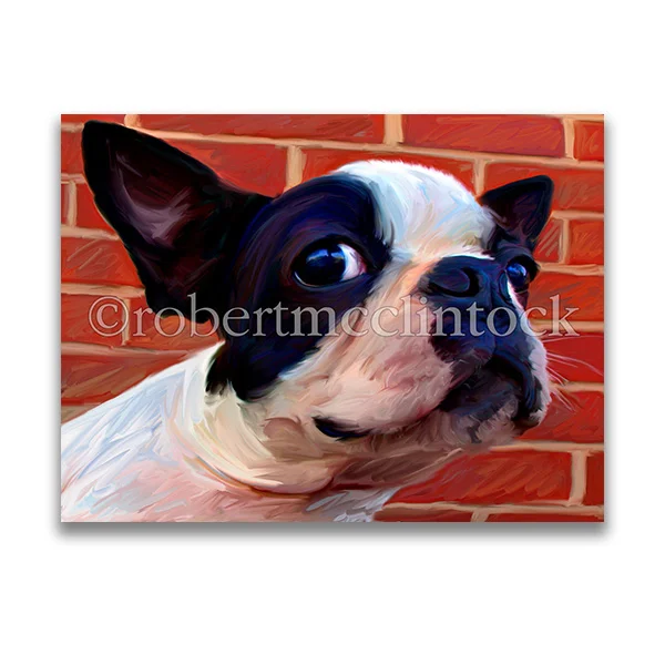 "SOMETHING IN THE AIR" - BOSTON TERRIER