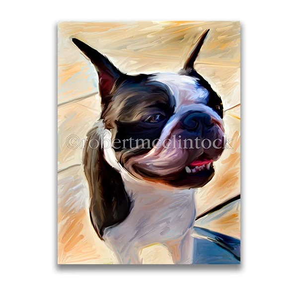"BIG HEAD" - BOSTON TERRIER
