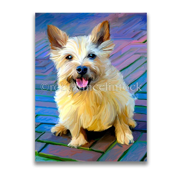 "ROUGH AND READY" - CAIRN TERRIER