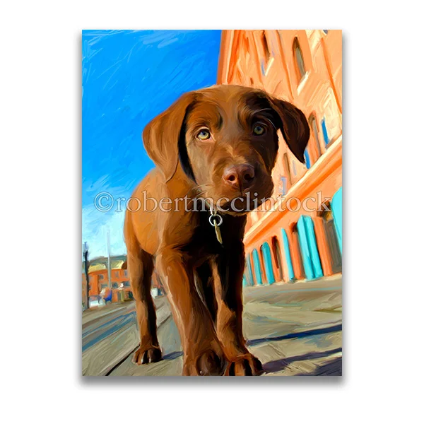 "GUS BROWN #3" - CHOCOLATE LAB