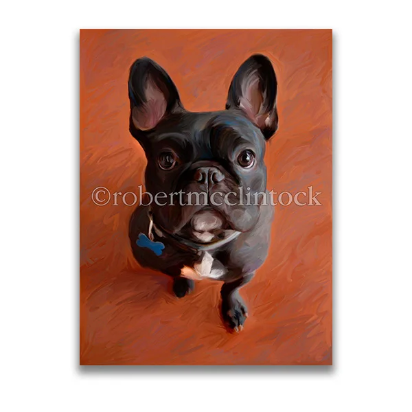 "BRODIE" - FRENCH BULLDOG