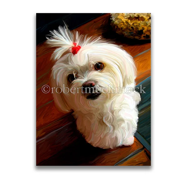 "MINI MALTIE" - MALTESE