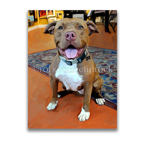 Charlie Pit bull