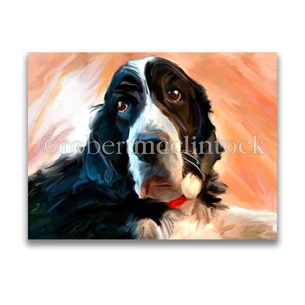 "SPRINGER SPANIEL" - SPRINGER SPANIEL