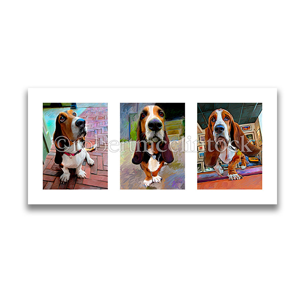"THE BASSET HOUND" - TRIPTYCH